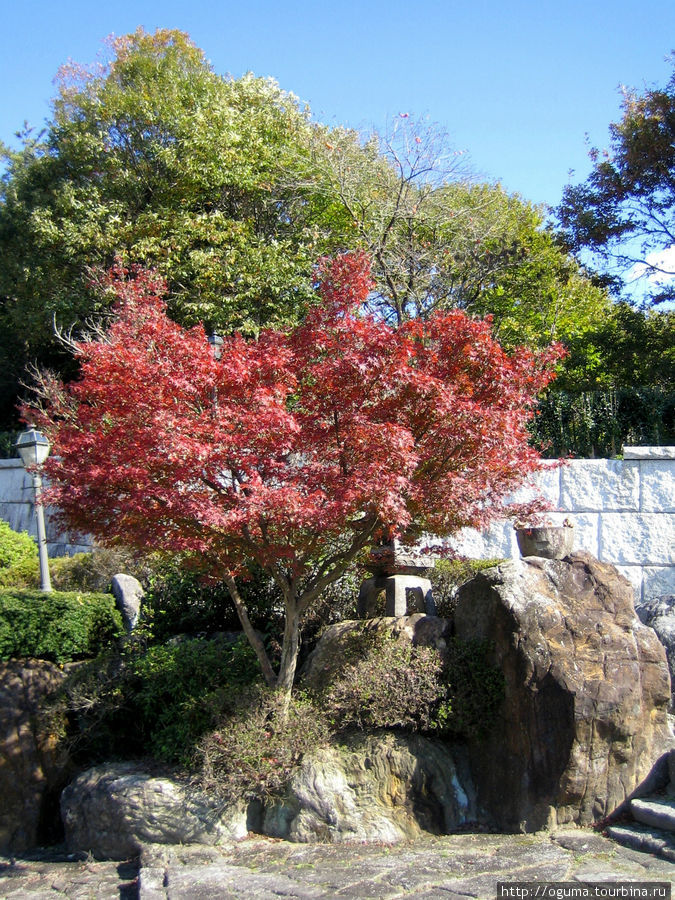 Красные момидзии осенью Тадзими, Япония