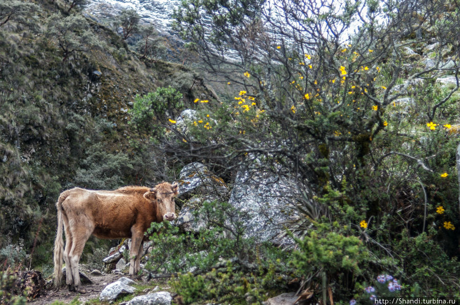 Корова Уарас, Перу