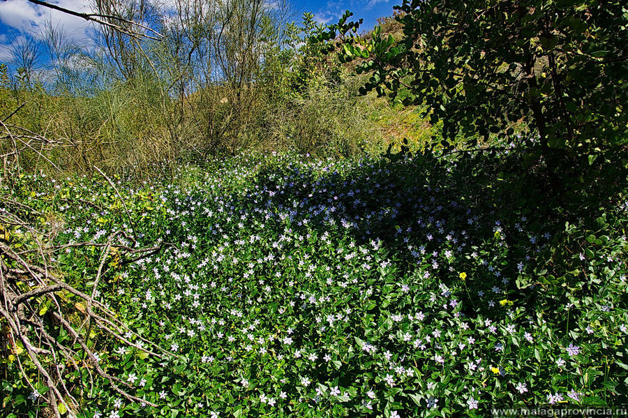 Целое поле незабудок Целое поле незабудок
