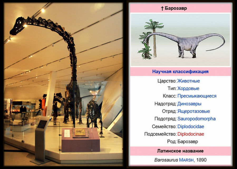 Это было большое животное, весом в 30 тонн и длиной 20 метров. В высоту достигал 12 метров — совсем, как брахиозавр. Был похож на своих сородичей, особенно на диплодока, но отличался более крупным размером и массивным телом. Хвост у него однако был короче. И всё же у барозавра была очень длинная шея.

Барозавр был растительноядным животным. Большую часть своего времени он посвящал кормёжке. Кормом барозавру служили листья с верхушек деревьев или низкорослые кустарники. Такому огромному динозавру, как барозавру наверняка требовалось колоссальное питание. В день он мог съедать по 500 или даже по 1000 кг. Жили барозавры, как и все крупные травоядные динозавры, стадами. Торонто, Канада