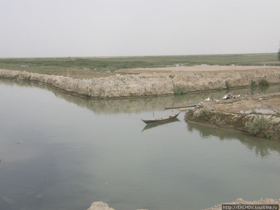 Болотная жизнь Провинция Басра, Ирак