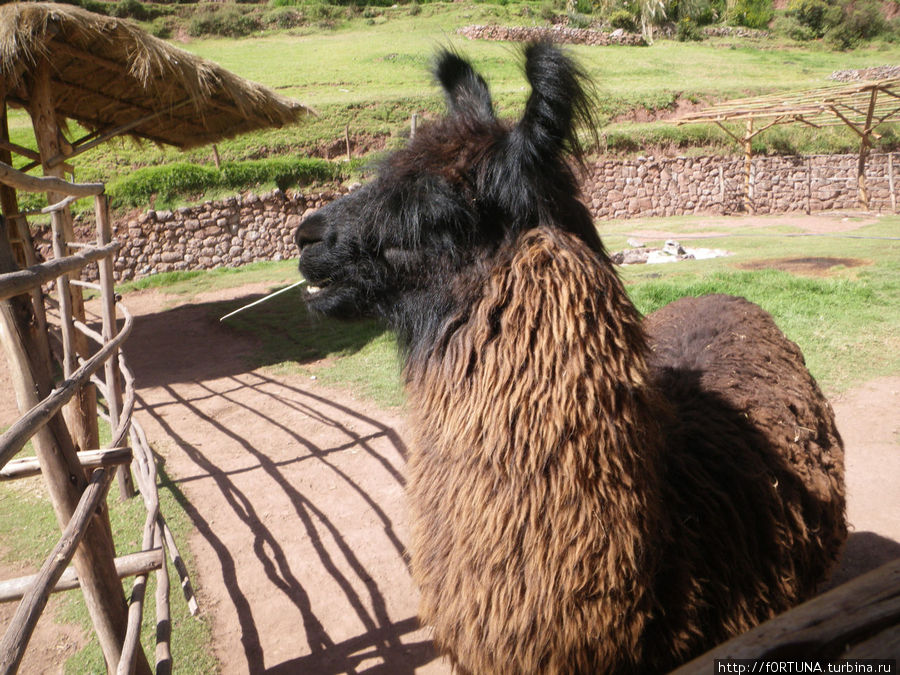 альпака Куско, Перу альпака Куско, Перу