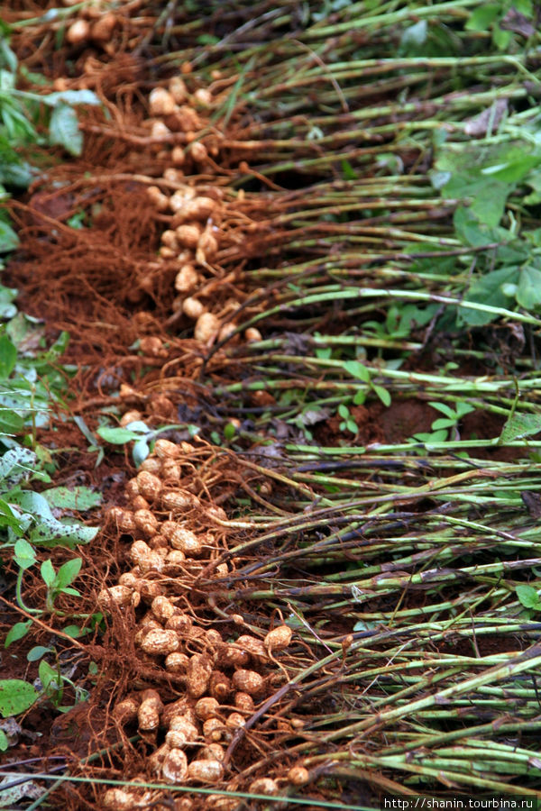 Урожай арахиса Штат Шан, Мьянма