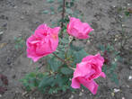Сочи, розы в парке Ривьера