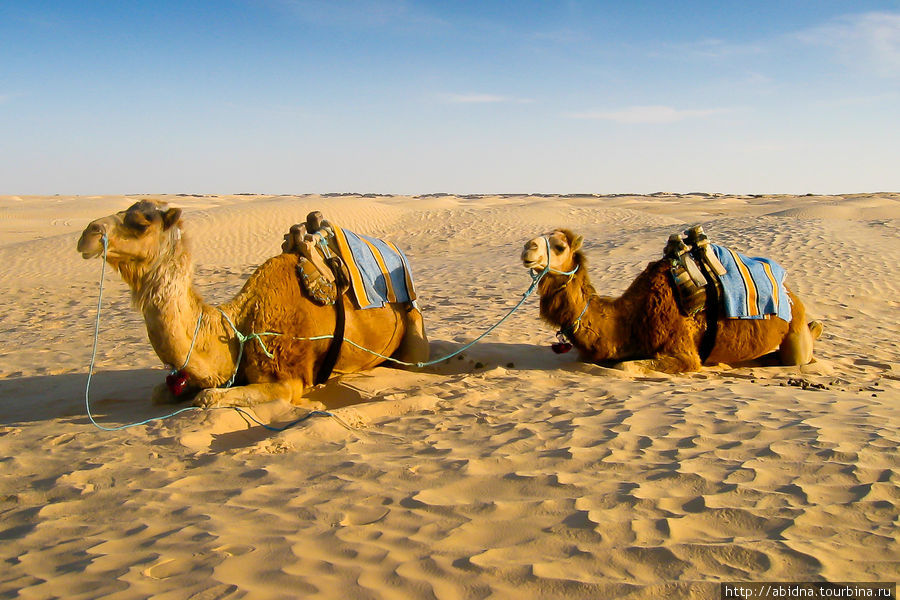 Тунис. Катание на верблюдах Тунис