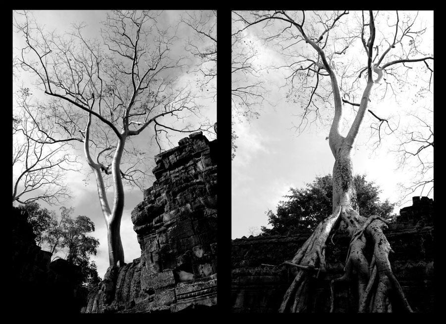 Храм, взятый в плен деревьями Ангкор (столица государства кхмеров), Камбоджа