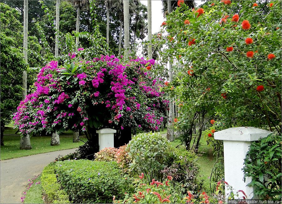 Площадь сада составляет около 60 га, в саду высажено почти 4800 видов растений со всего мира, из них 28% эндемики Перадения, Шри-Ланка