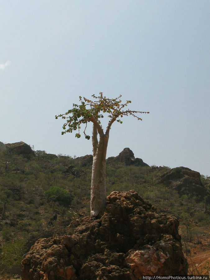 Огуречное дерево Остров Сокотра, Йемен