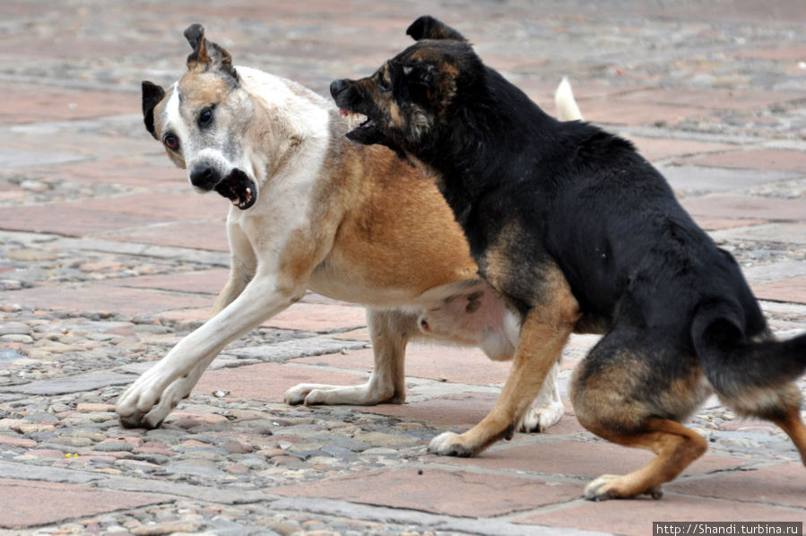 Бездомные псы постоянно дерутся между собой, но на прохожих не нападают