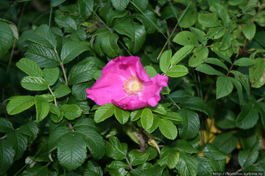 Юрмала — август — закат Кемери, Латвия Юрмала — август — закат Кемери, Латвия