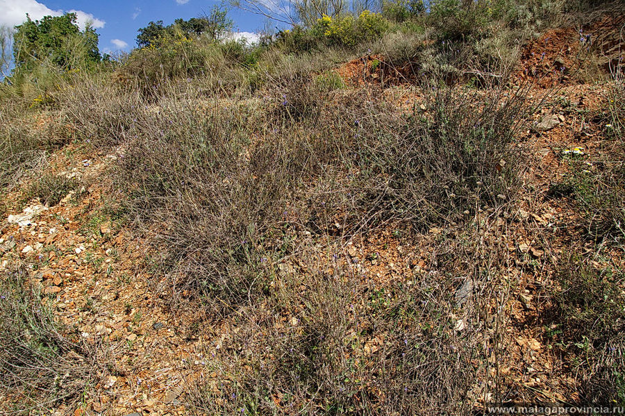 Лавада горная. Аромат стоит в горах такой, что забываешь все на свете. Пряные травы — лаванда, чабрец-тимьян, шалфей прямо этому способствуют Лавада горная. Аромат стоит в горах такой, что забываешь все на свете. Пряные травы — лаванда, чабрец-тимьян, шалфей прямо этому способствуют
