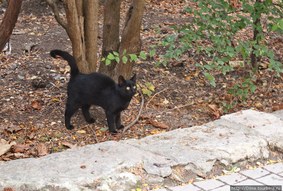 Кошки играют с листьями, мухами, друг с другом и боятся людей, спасаясь от них на деревьях. Севастополь, Россия