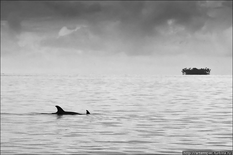 Иногда тут и там виднеются плавники дельфинов Суматра, Индонезия