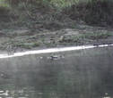 Это не коряга, а крокодил. Купаться в этой реке не рекомендуется...