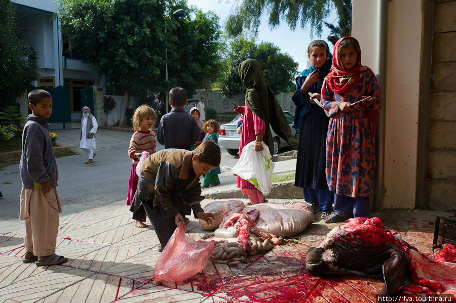 Корова стоит 1000$, баран 200$. Исламабад, Пакистан