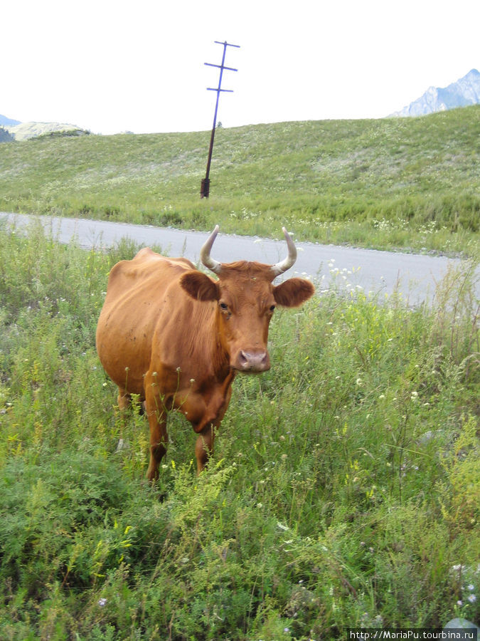 И коровы бродят как в Альпах Республика Алтай, Россия