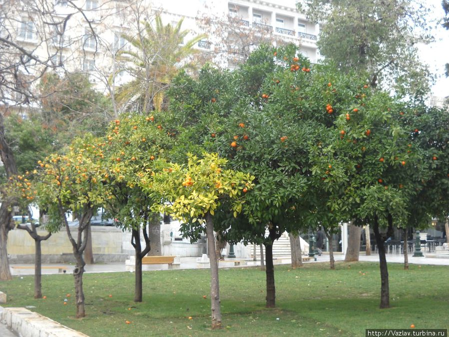 Цветущий вид Цветущий вид