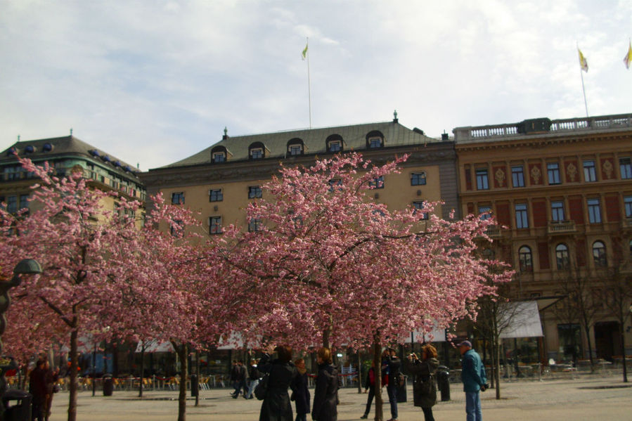 Цветущий Стокгольм. Стокгольм, Швеция