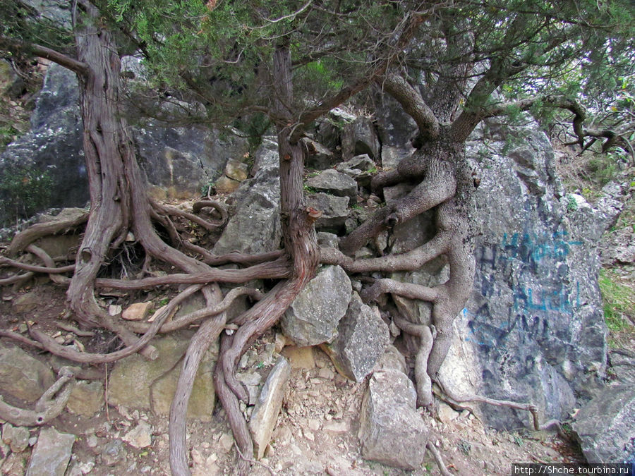Скальный камень заставляет деревья вытворять такие хитрые  корнесплетения Ливадия, Россия