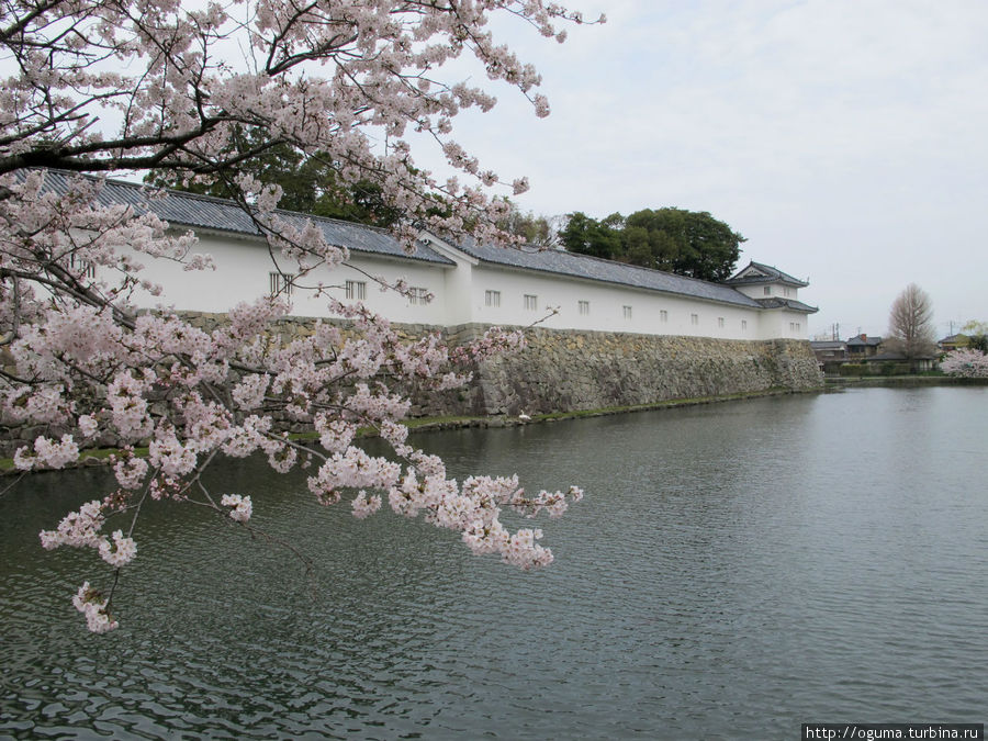 Цветущая крепость Хиконэ Хиконэ, Япония