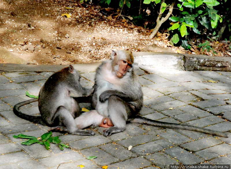 Священный обезьяний лес Данау-Буян, Индонезия