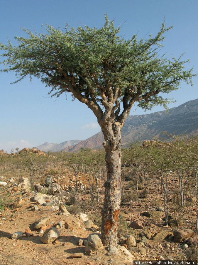 Ладанное дерево Остров Сокотра, Йемен
