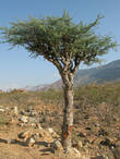 Ладанное дерево