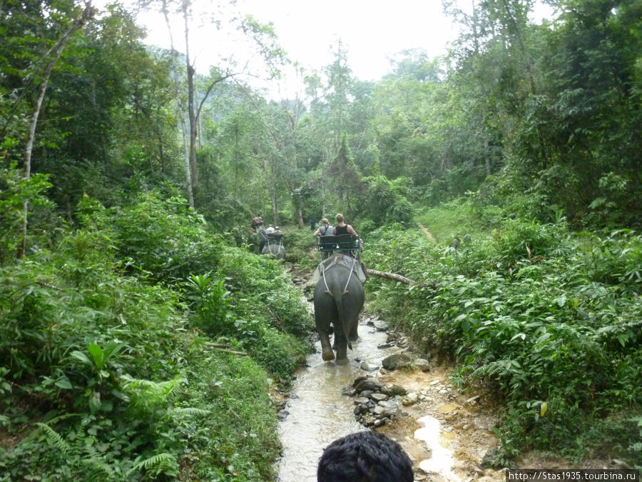 Южный Таиланд. Национальный парк Као Сок. На слонах по джунглям.