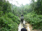 Южный Таиланд. Национальный парк Као Сок. На слонах по джунглям.