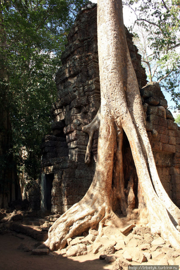 Некогда затерянные храмы Ангкора. Та-Пром Ангкор (столица государства кхмеров), Камбоджа