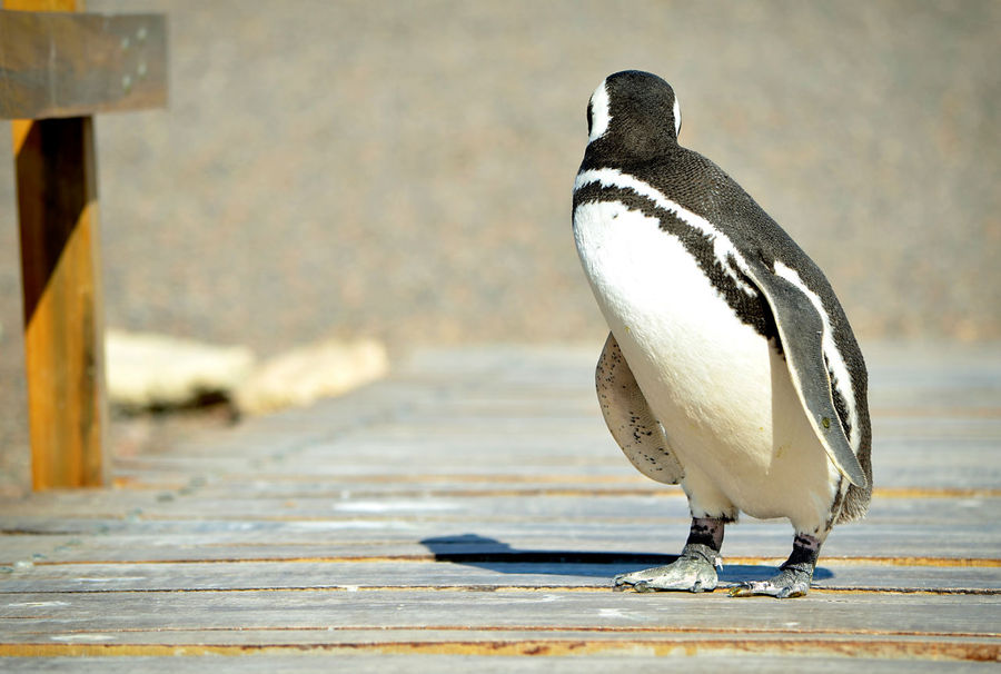 А если вдруг встречается одиночный пингвиненок — сразу чувствуется, что он не просто так тут ходит, а находится в состоянии «активного поиска»! И даже не сомневайтесь, что совсем скоро он обязательно найдет… Пуэрто-Мадрин, Аргентина