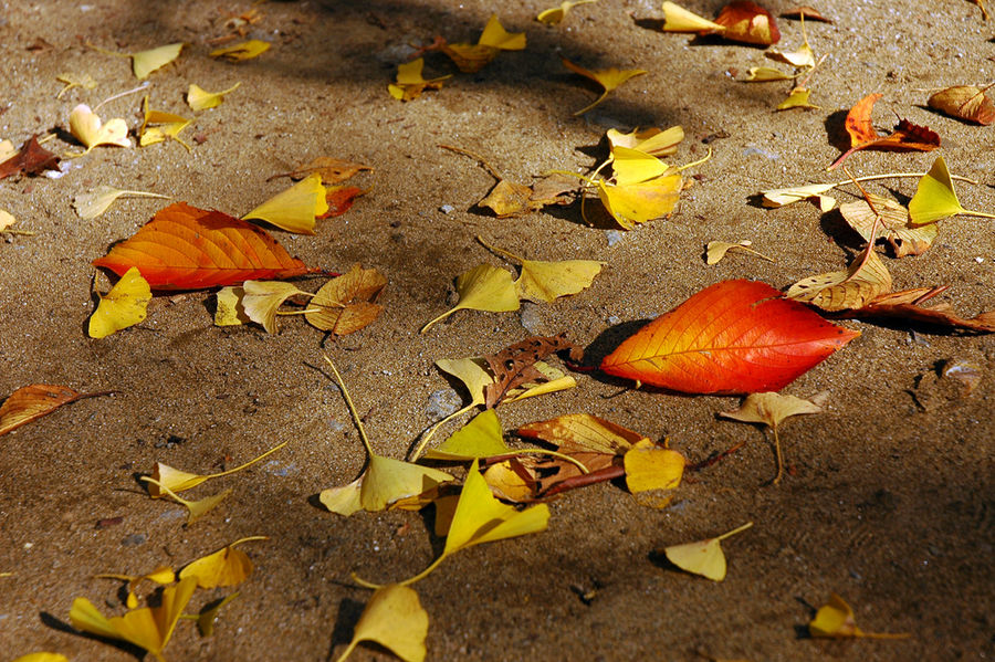Золотые листья гинкго в святилище Кацусика Хатимангу