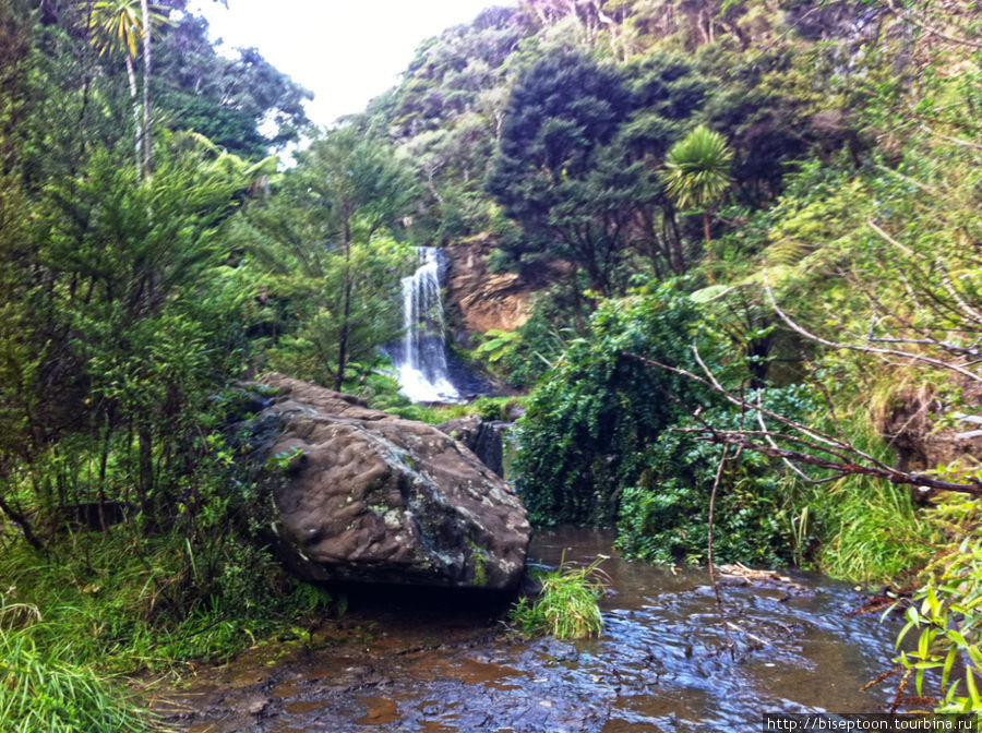 Прогулка в джунгли Окленд, Новая Зеландия
