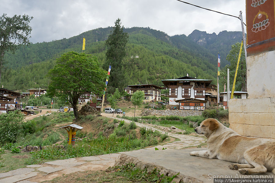 Беззаботные четвероногие Бутан