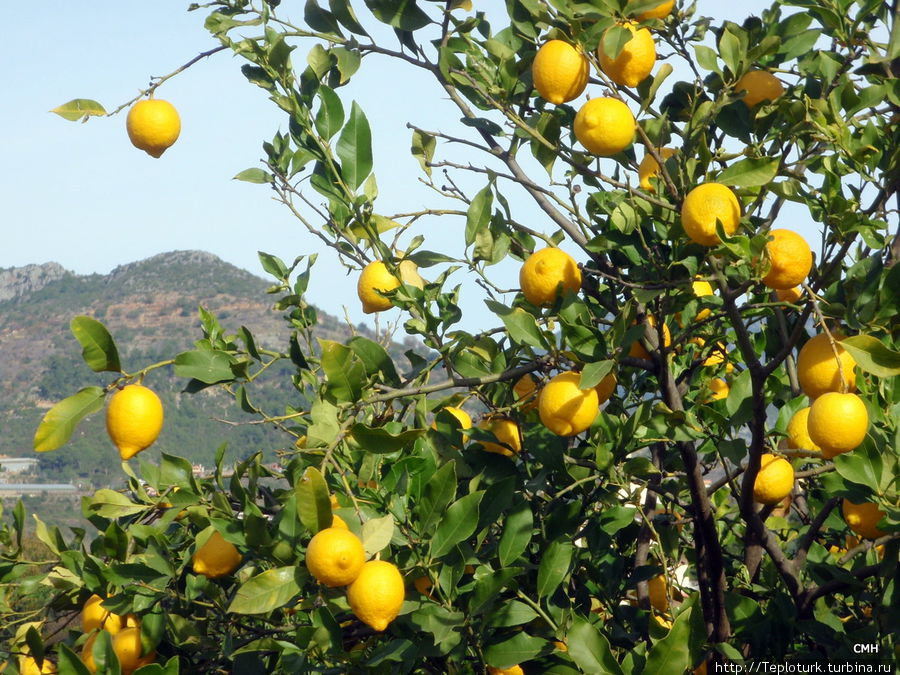 Лимончики Алания, Турция