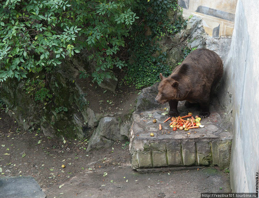 Медведь, живущий у входа в замок, под его стеной Чешский Крумлов, Чехия