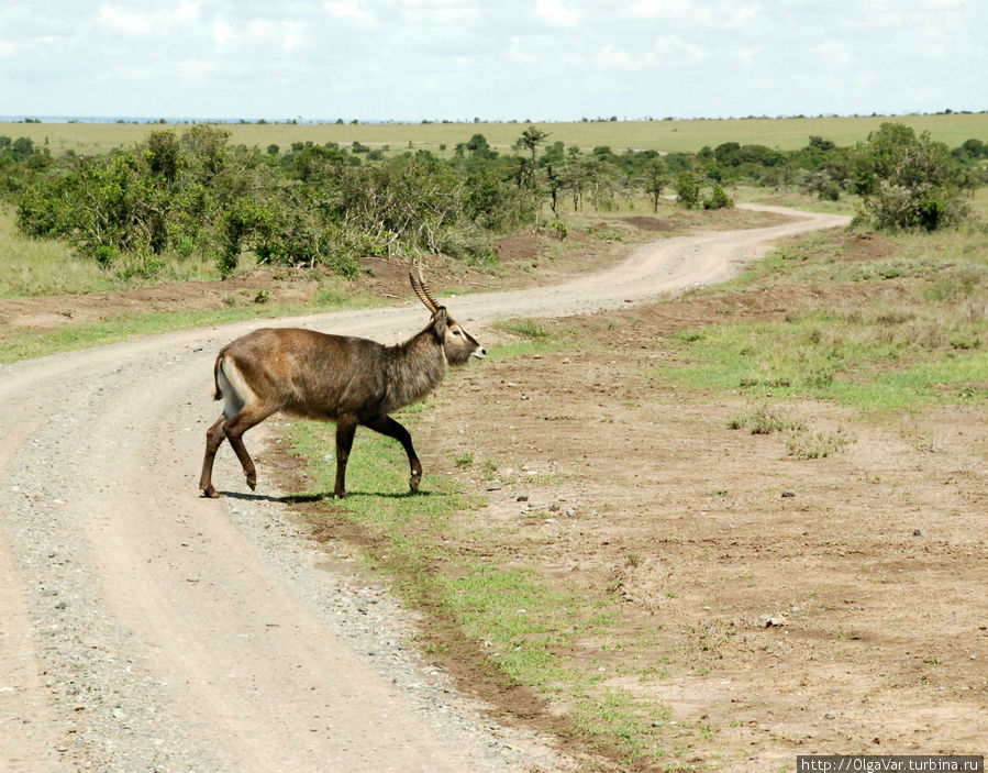 Правила дорожного движения нужно и здесь соблюдать. В первую очередь пропустить пешеходов... Наньюки, Кения