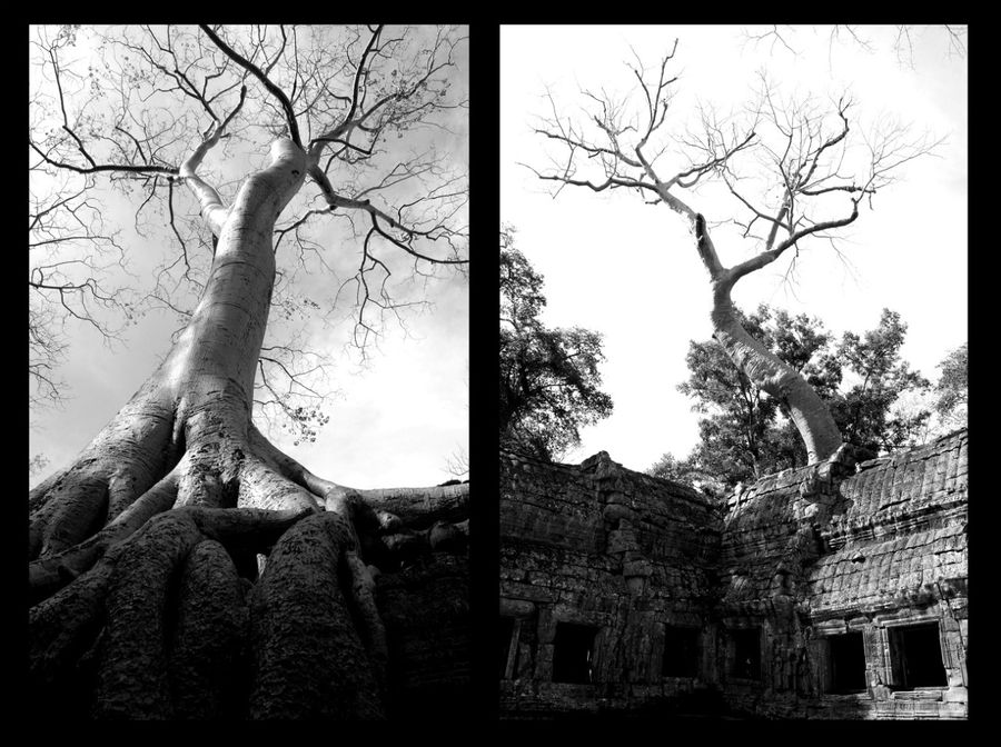 В этом альбоме много фотографий деревьев. Во-первых они и стали причиной столь популярного храма. Во-вторых на деревьях не было туристов:) Ангкор (столица государства кхмеров), Камбоджа