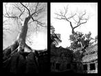 В этом альбоме много фотографий деревьев. Во-первых они и стали причиной столь популярного храма. Во-вторых на деревьях не было туристов:)