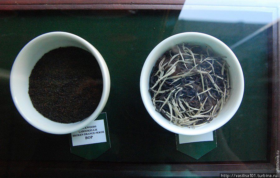 Пожить в английском особняке, посмотреть на чайные плантации Нувара Элия, Шри-Ланка Пожить в английском особняке, посмотреть на чайные плантации Нувара Элия, Шри-Ланка