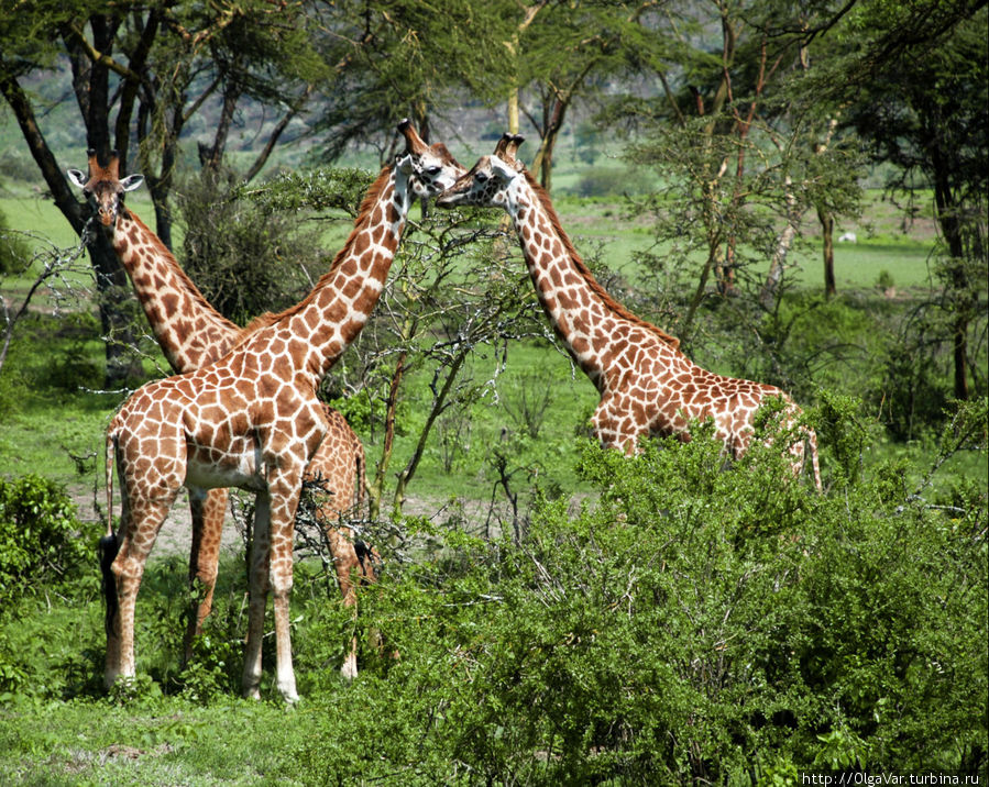 Ну как не любоваться грациозностью этих животных Найваша, Кения