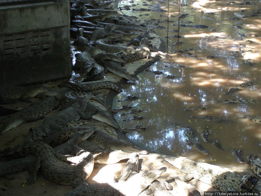 На крокодиловой ферме Таиланд