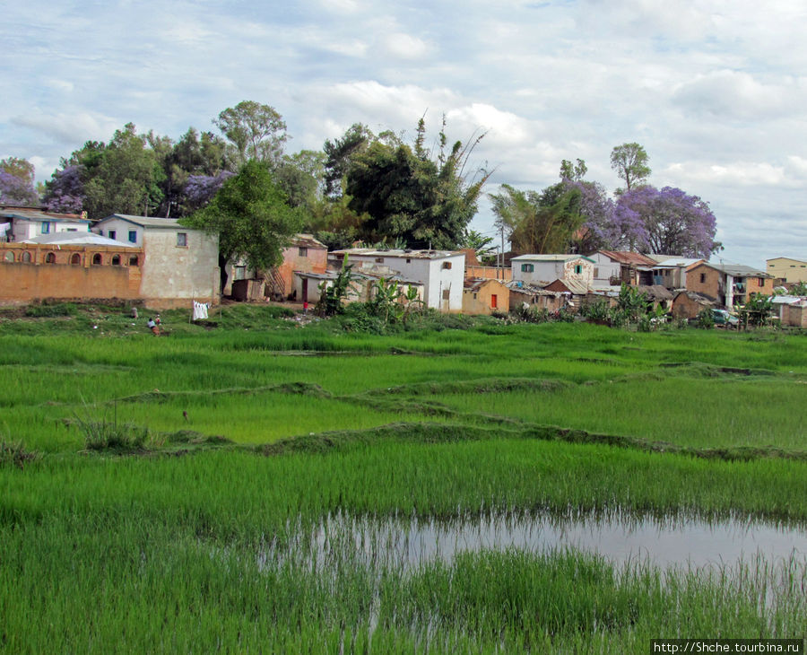 еще в пределах города начинаются рисовые поля Провинция Антананариву, Мадагаскар