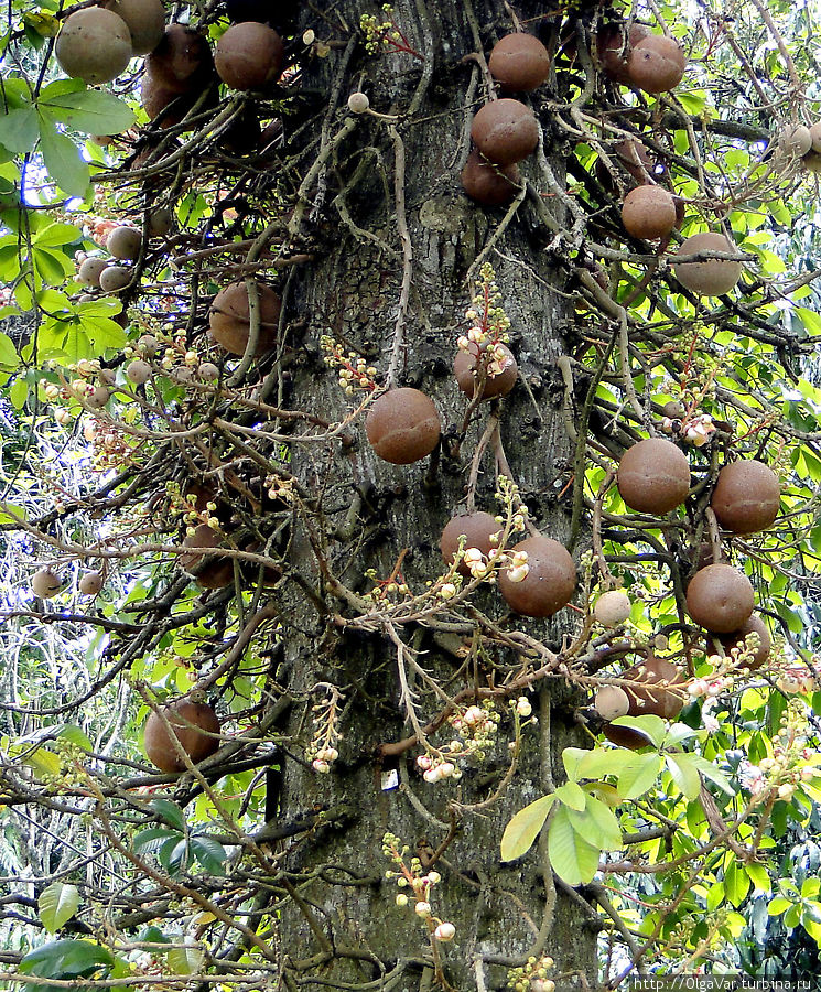 Плоды «дерева пушечных ядер» созревают через 8-9 месяцев и, опадая, раскалываются при ударе о землю, обнажая белую желеобразную мякоть с неприятным запахом. Перадения, Шри-Ланка