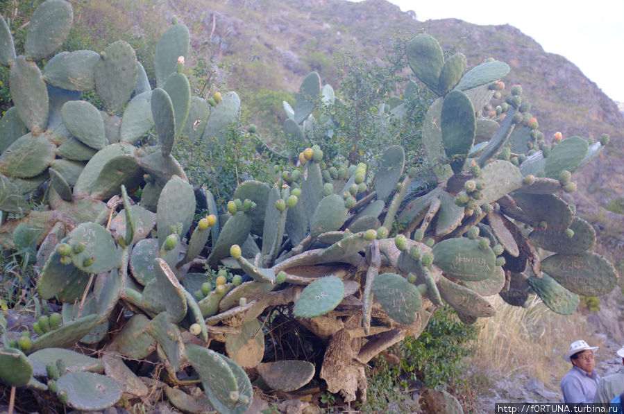 Плоды этого кактуса съедобны-мы ели.Вкусно и осежает. Регион Куско, Перу