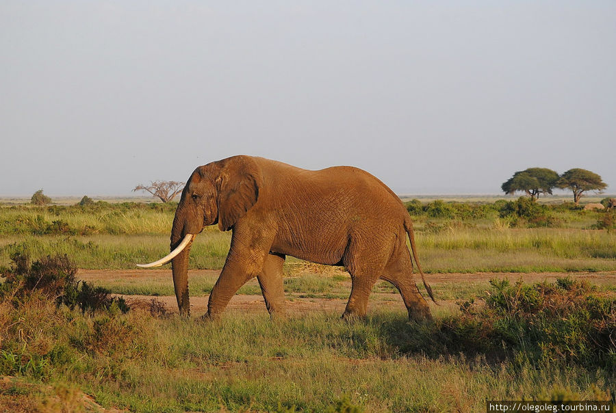 Акуна матата, или даешь сафари! 12.2010 Часть восьмая. Амбосели Национальный Парк, Кения