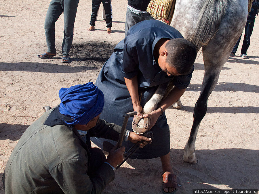 Лошадей готовят к представлению. Дахла, Западная Сахара