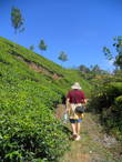 Тропинка сквозь чайные плантации