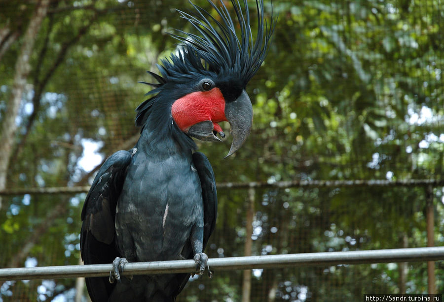 Остров Биак: парк птиц Остров Биак, Индонезия