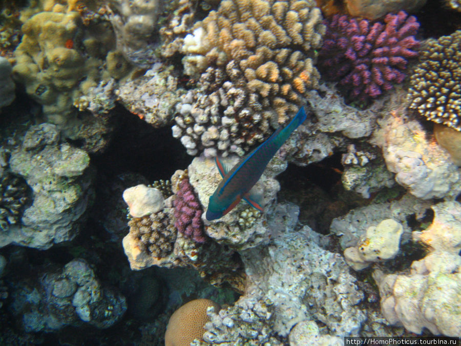 Подводный мир Красного моря Шарм-Эль-Шейх, Египет